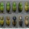 pol icarus pupa10 volg1